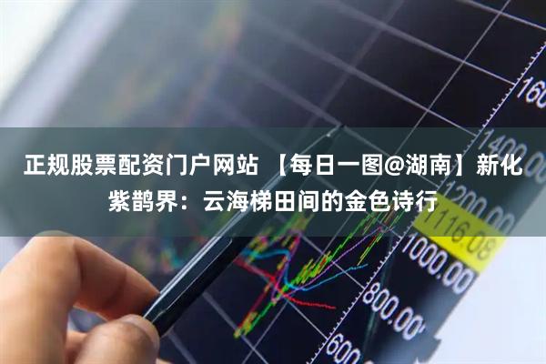 正规股票配资门户网站 【每日一图@湖南】新化紫鹊界：云海梯田间的金色诗行